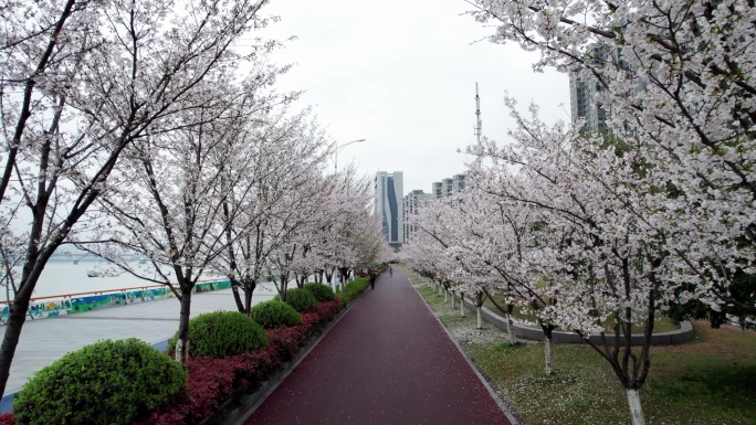 杭州 江边樱花跑道