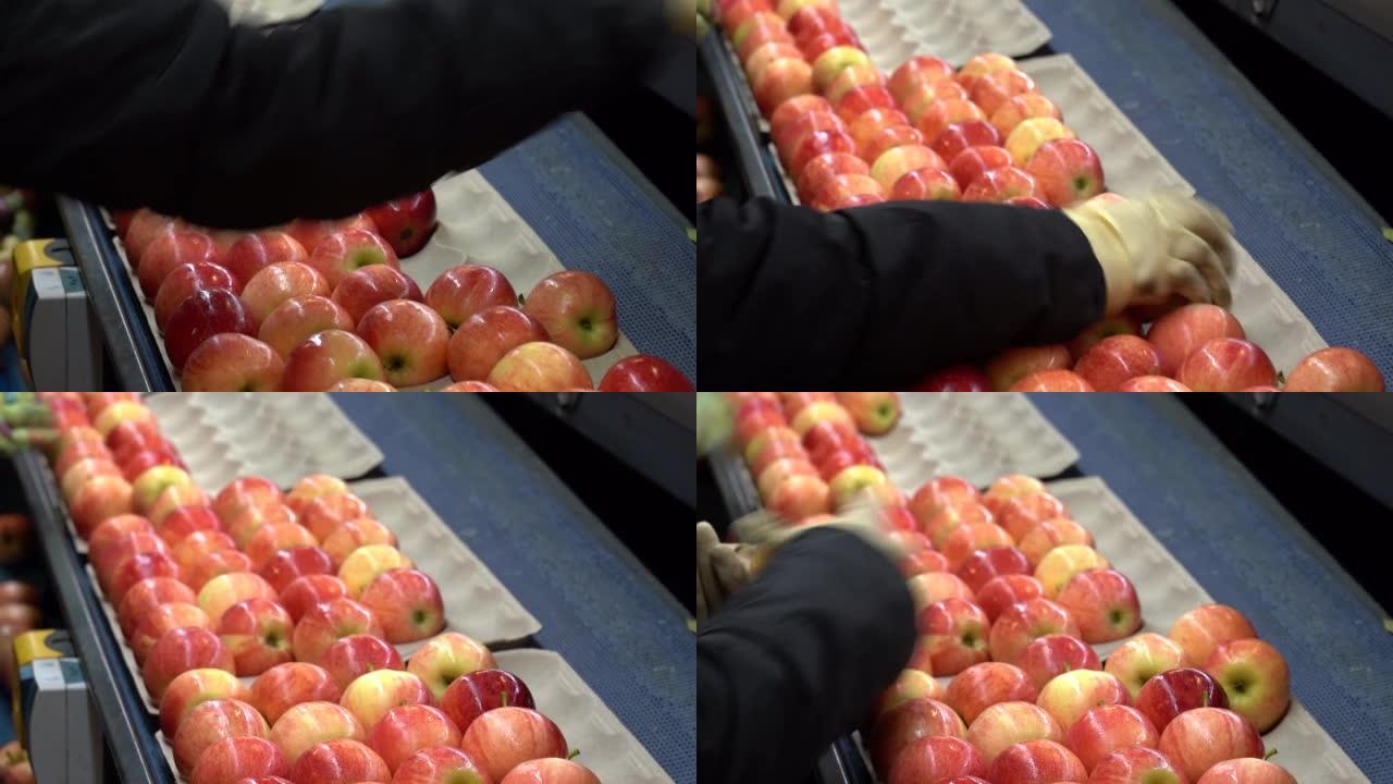 生产线工人在工作手套中包装新鲜的分级苹果