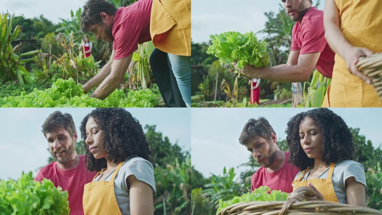 多样化的人在当地的城市农场种植食物。男人采摘有机生菜并给拿着绿色生菜篮的女性朋友