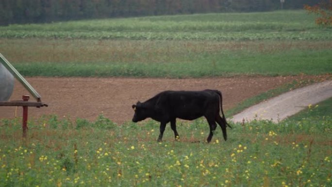 黑牛在草地上放牧