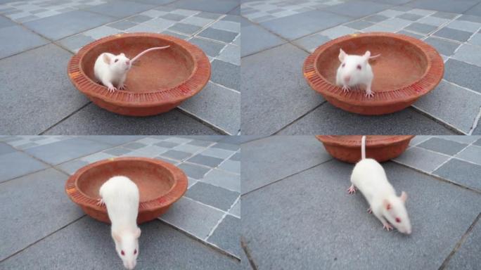 白色实验室小鼠 (小家鼠) 在陶罐上爬行。印度北阿坎德邦