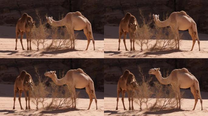 两只野生单峰骆驼在吃