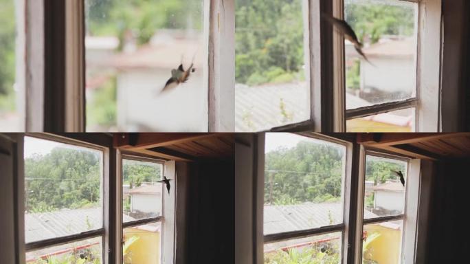 美丽的小鸟想飞出窗外
