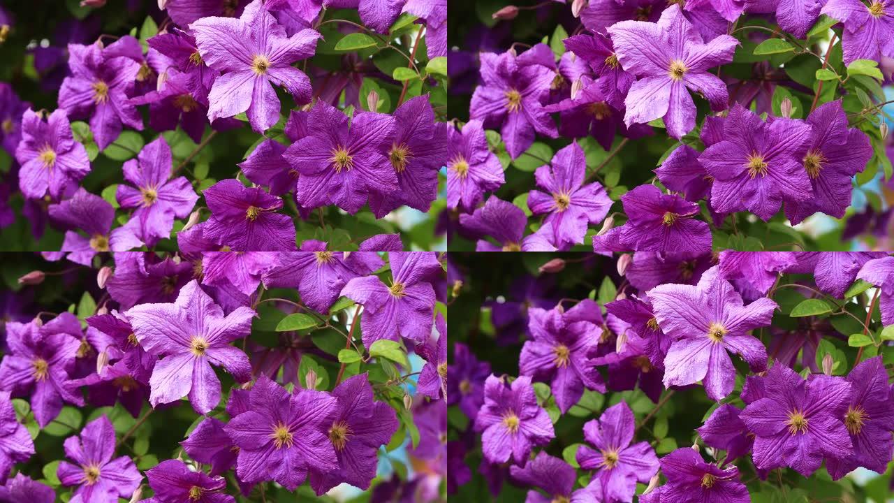 紫色的铁线莲。挂花景观