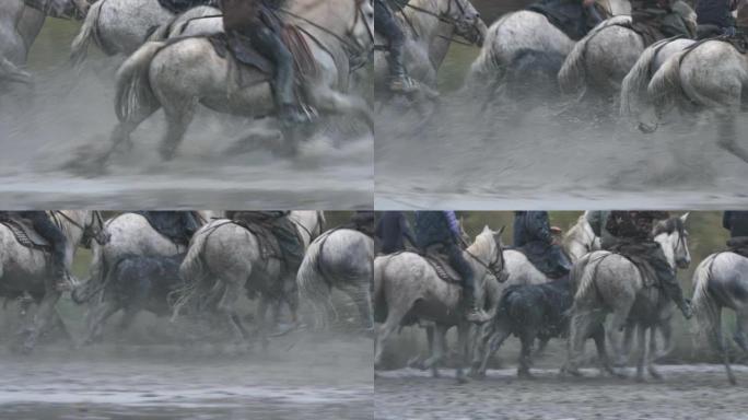 Camargue马和公牛在沼泽地奔跑，法国Camargue