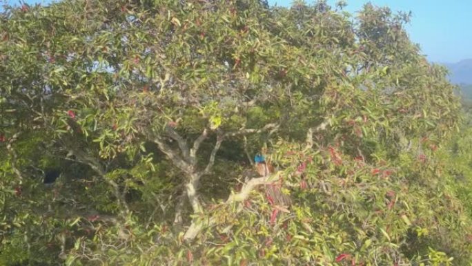 孔雀在丛林的树梢上吸引女性唱歌