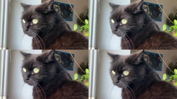 美丽的家养黑猫绿眼睛坐着盯着窗外
