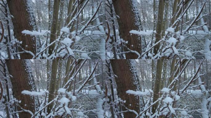 树枝上的蓬松雪特写
