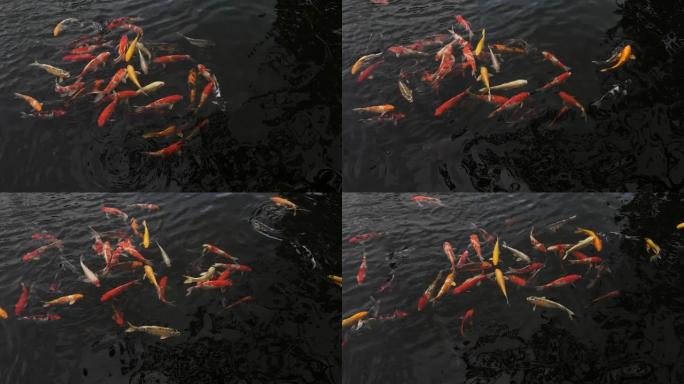 成群的鲤鱼在湖中游泳