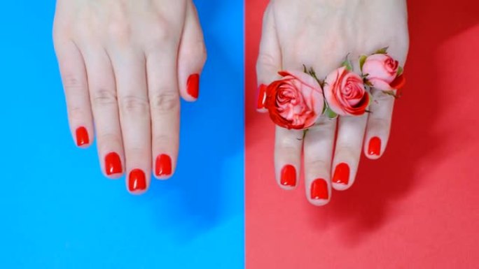 手与红色美甲在蓝色和红色背景顶视图特写。
