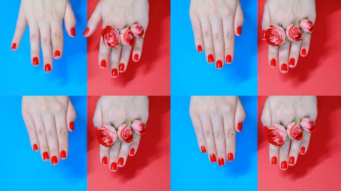 手与红色美甲在蓝色和红色背景顶视图特写。