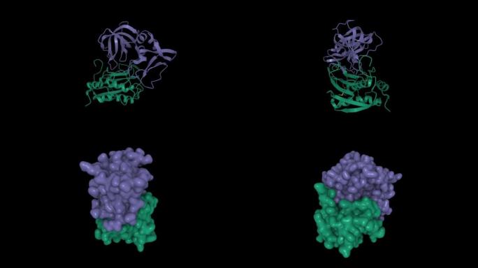 基质metalloproteinase-3 (绿色) 和金属蛋白酶-1 (紫色) 复合物的组织抑制剂