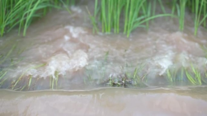 农民农村稻田慢动作洪水