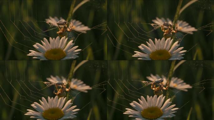 大自然的微距摄影。创意。花上的蜘蛛网，一只小蜘蛛试图拿一块小石头，雏菊在它后面生长。