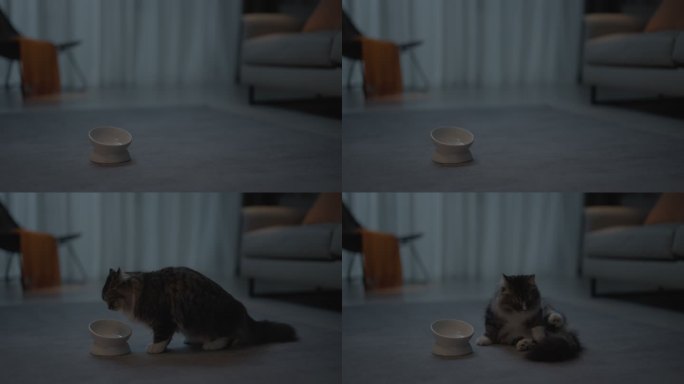 猫跑过去吃猫粮
