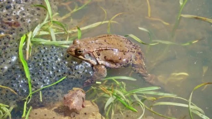 普通蛙 (Rana temporaria)，又称欧洲普通蛙，在带有山蛙卵的池塘中。青蛙产卵