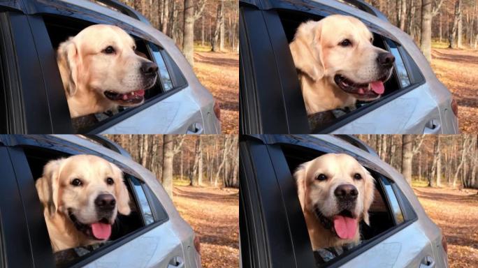 在阳光明媚的秋天，一只狗看着车窗。一只金毛猎犬在凉爽的秋天开车旅行。