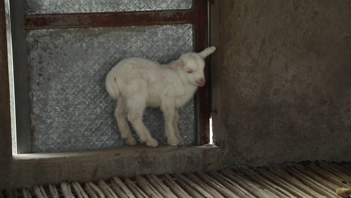 山羊 怀孕母羊 躺卧 反刍 羔羊 外貌