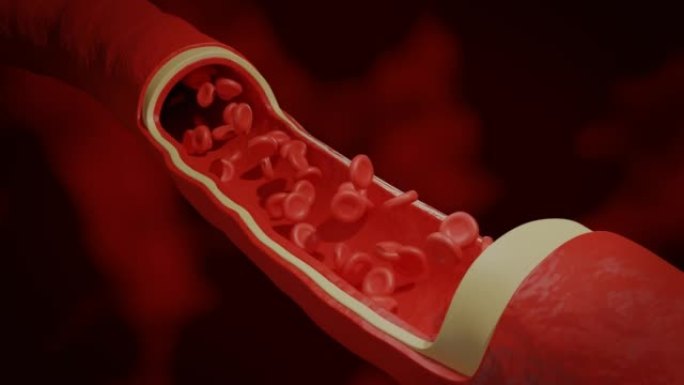 循环系统中红细胞流经血管的医学3d动画