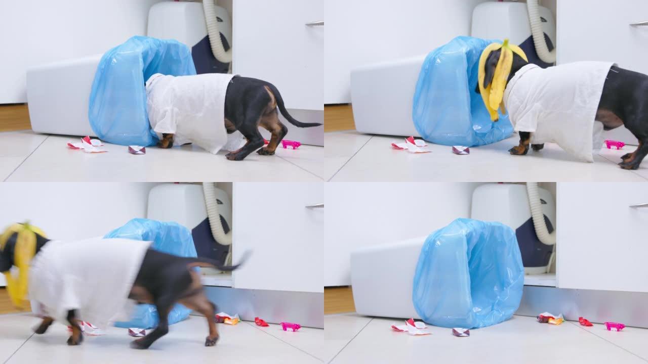 淘气的小狗翻垃圾桶，用香蕉皮在他的头上游荡。宠物恶作剧