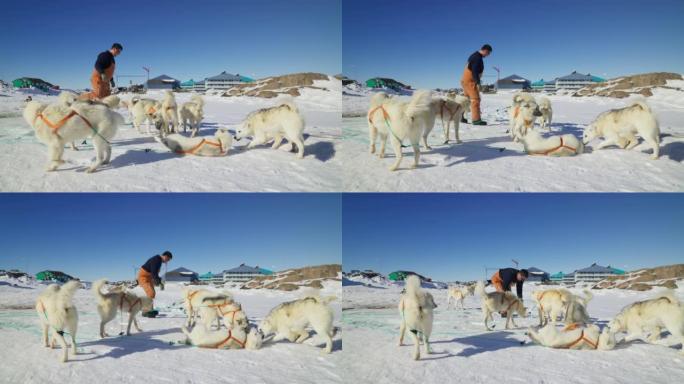 Musher在雪地上准备雪橇犬