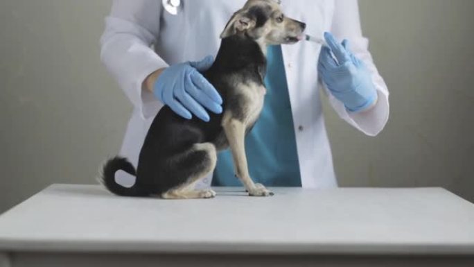 狗药，宠物药物，诊所的兽医给一个小玩具梗从注射器，动物药房的液体悬浮液