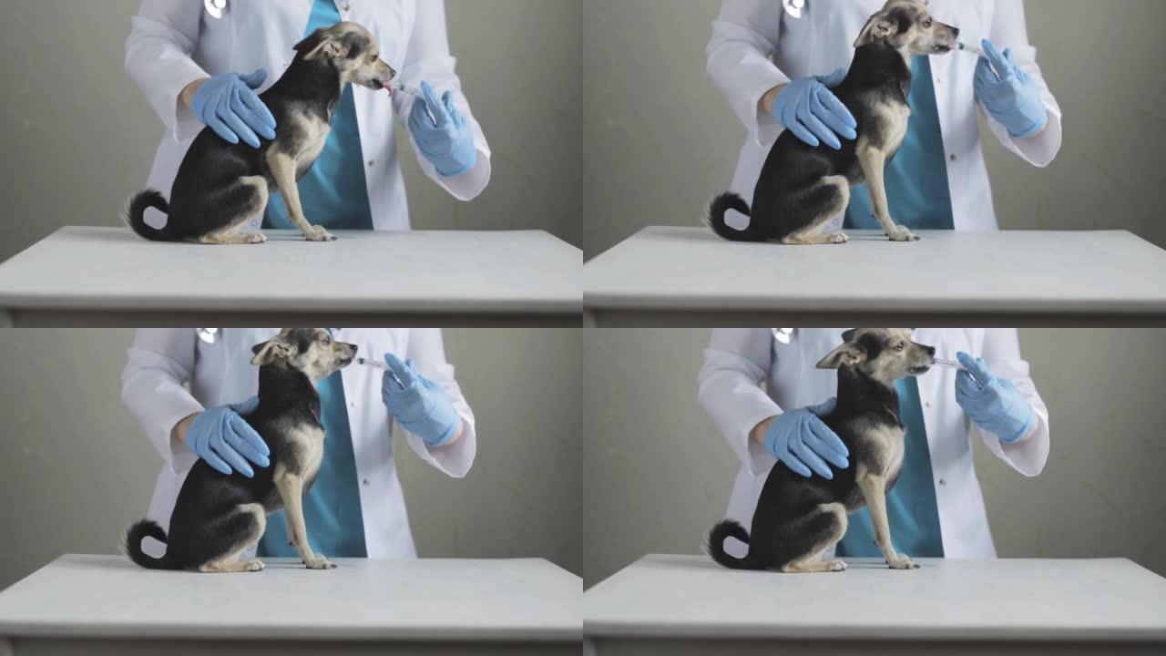 狗药，宠物药物，诊所的兽医给一个小玩具梗从注射器，动物药房的液体悬浮液