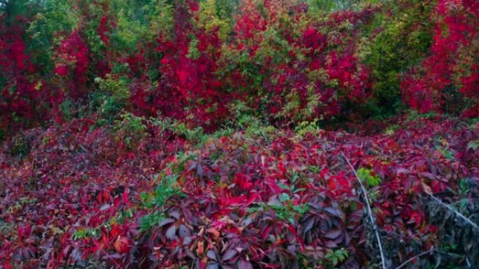 在茂密的森林中生长的壮丽的深红色植物和灌木丛