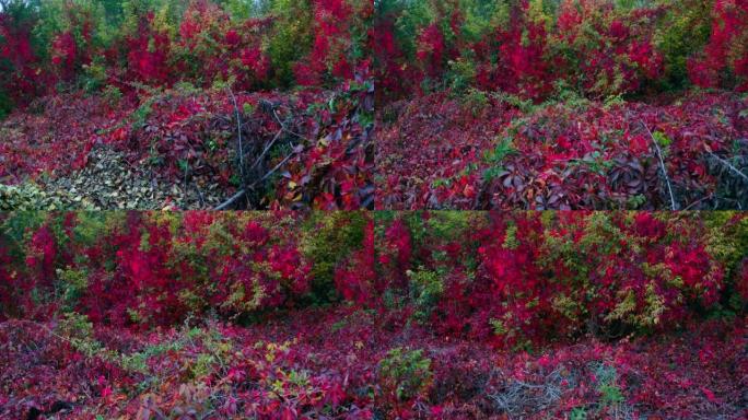 在茂密的森林中生长的壮丽的深红色植物和灌木丛