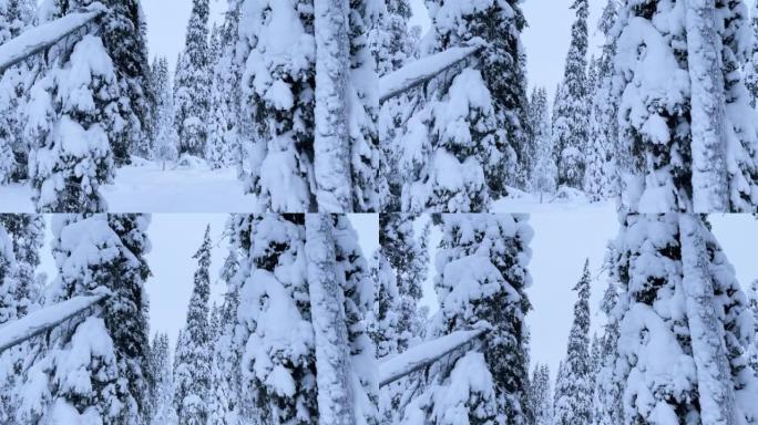 冬季森林中的雪树