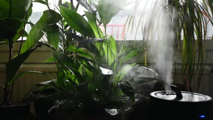 加湿器将水蒸气释放到房屋室内植物旁边的空气中
