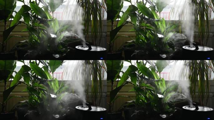 加湿器将水蒸气释放到房屋室内植物旁边的空气中