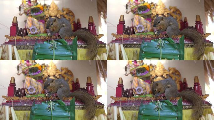 一只小森林松鼠坐在巴厘岛一座寺庙里各种甜食的华丽祭坛上，吃崇拜者向他们的上帝献上的祭品。精神上的巴厘