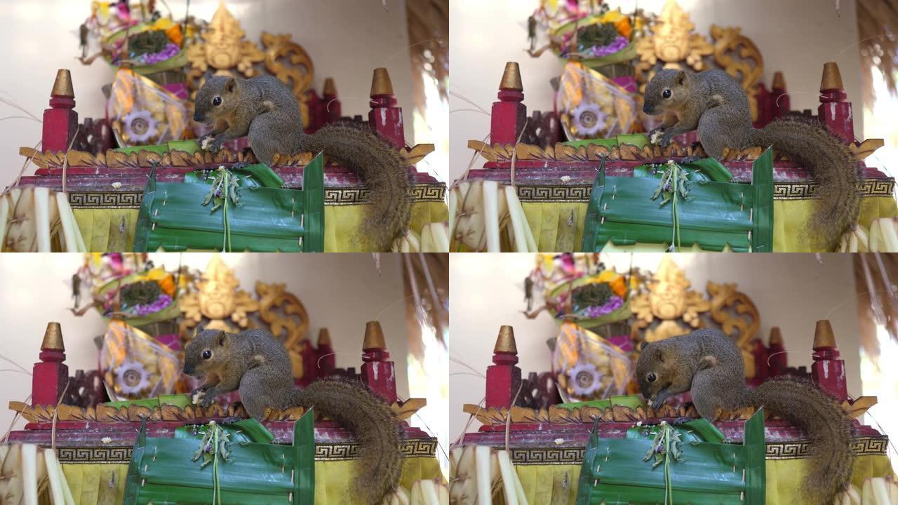一只小森林松鼠坐在巴厘岛一座寺庙里各种甜食的华丽祭坛上，吃崇拜者向他们的上帝献上的祭品。精神上的巴厘