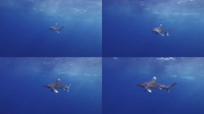 发现在海洋中游泳的加拉帕戈斯鲨鱼的风景