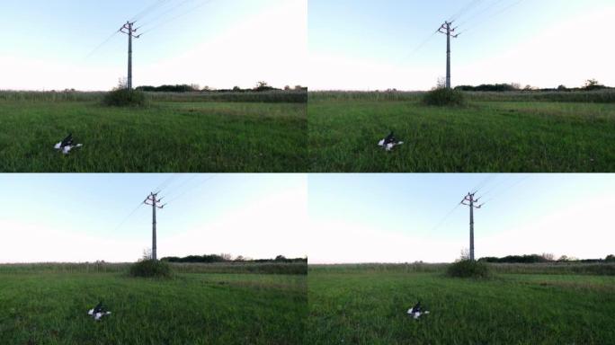 被电死的白鹳躺在草地上的电线下