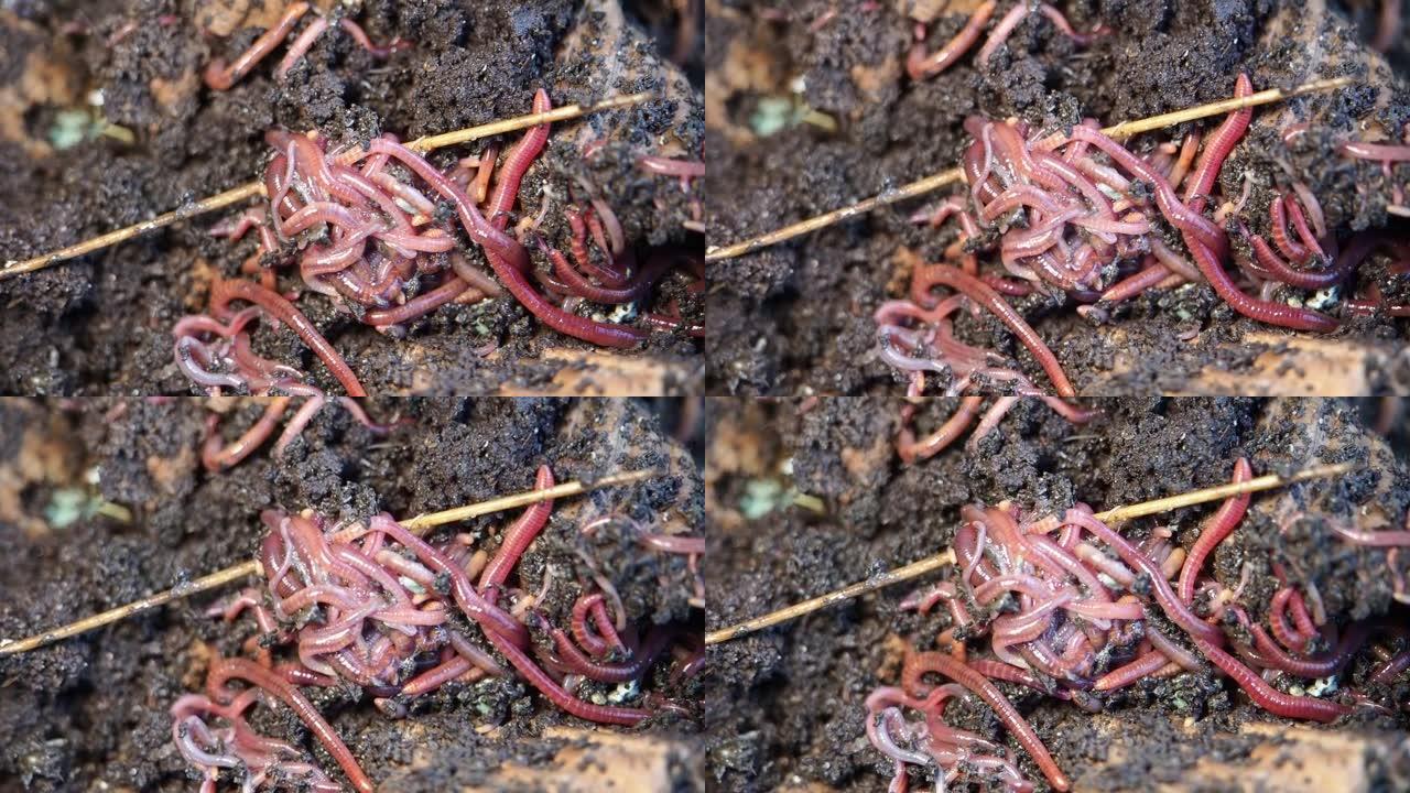堆肥中的加利福尼亚红虫