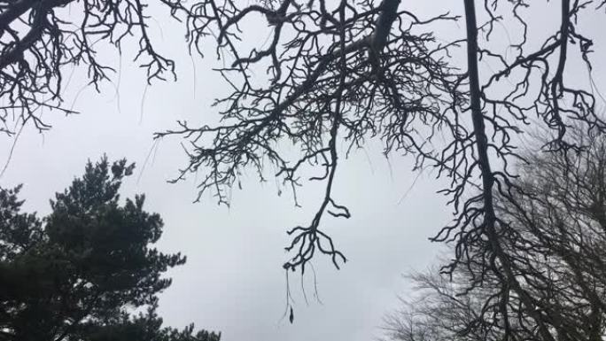 小枝-树枝和树枝