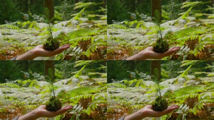 手握云杉植物树苗，在森林中拥有美丽的日落光，新的增长和可持续农业的概念，环境健康。拯救地球。地球母亲