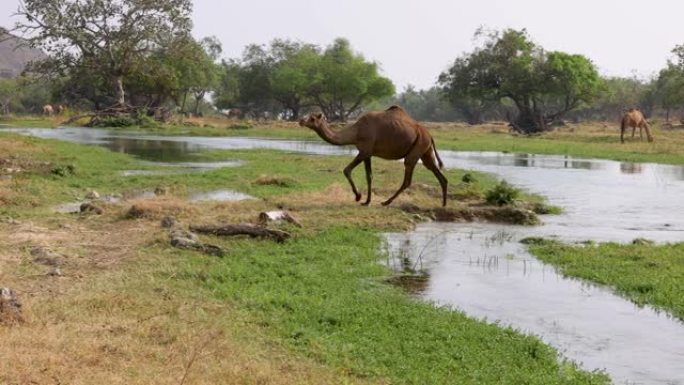 骆驼在萨拉拉附近的阿曼Dhofar地区的Wadi Darbat漫游