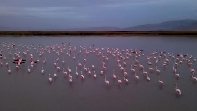 湿地中大火烈鸟的殖民地