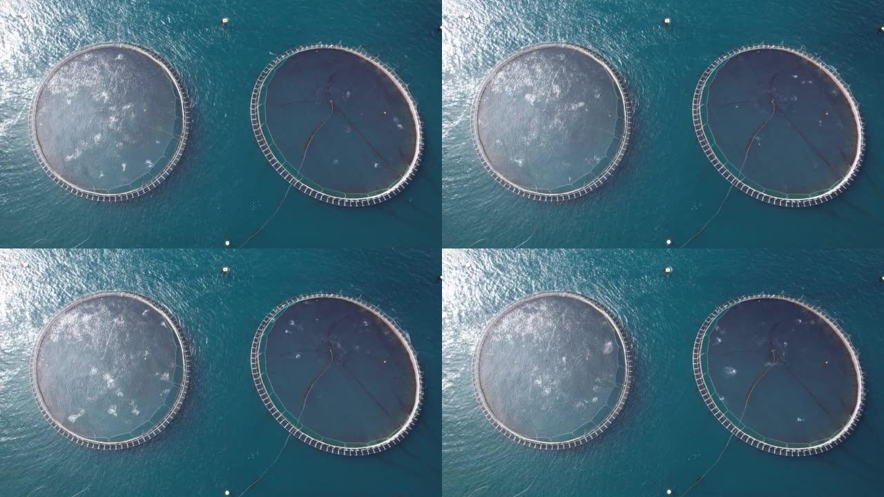 法罗群岛圆形网状野生鲑鱼的鸟瞰图