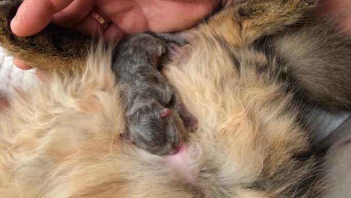 刚出生的小猫正在吮吸乳汁。小灰猫趴在妈妈身上。猫喂小可爱的新生小猫。哺乳小猫的妈妈。家畜。午睡时间。
