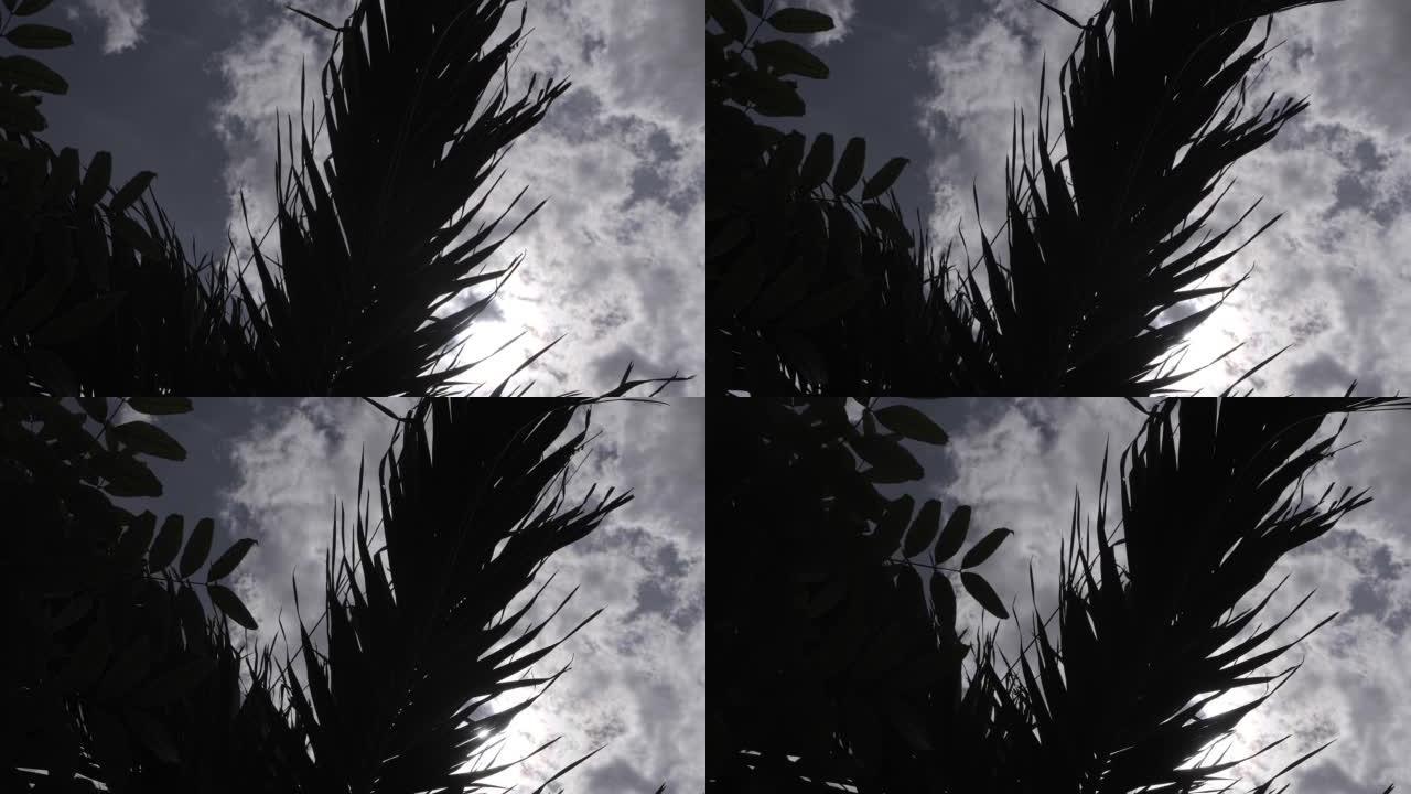 棕榈树在天空中摇曳
