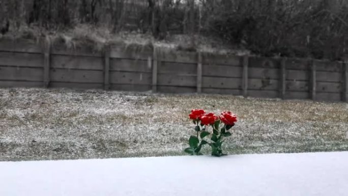 冬天路边盛开的玫瑰