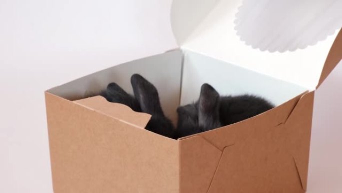 两只黑兔子正坐在白色背景上的糕点盒中躲藏。野兔是东方历法2023年的符号。复活节、圣诞节或新年的节日