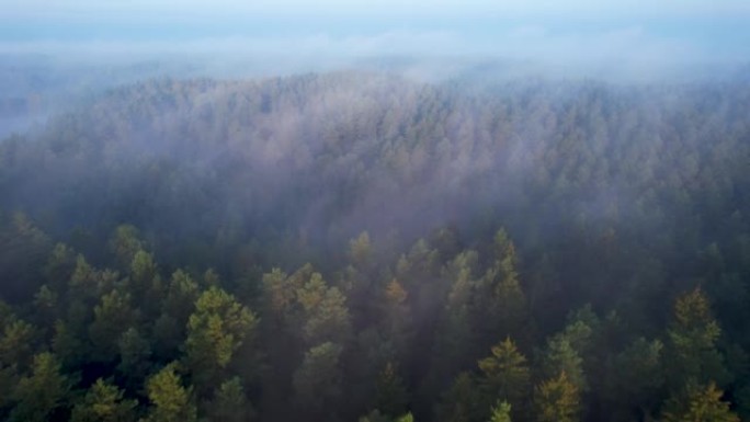 雾中的高松美妙的早晨日出自然景观。朦胧的早间森林飞行中日出的鸟瞰图。飞越雾蒙蒙的绿色松树。史诗般的惊