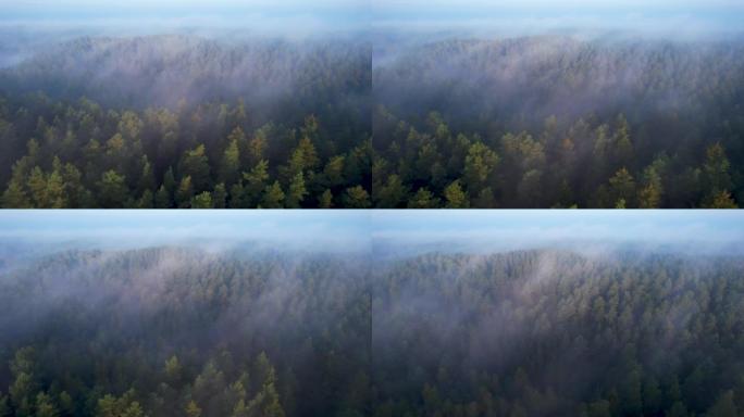 雾中的高松美妙的早晨日出自然景观。朦胧的早间森林飞行中日出的鸟瞰图。飞越雾蒙蒙的绿色松树。史诗般的惊