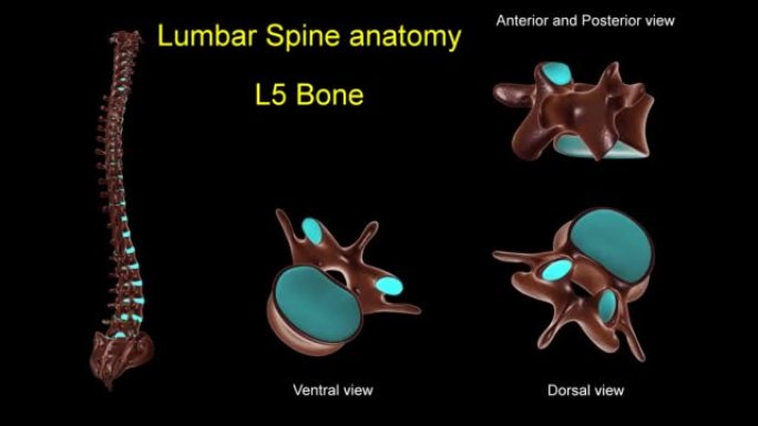 腰椎L 5骨解剖医学概念3D动画