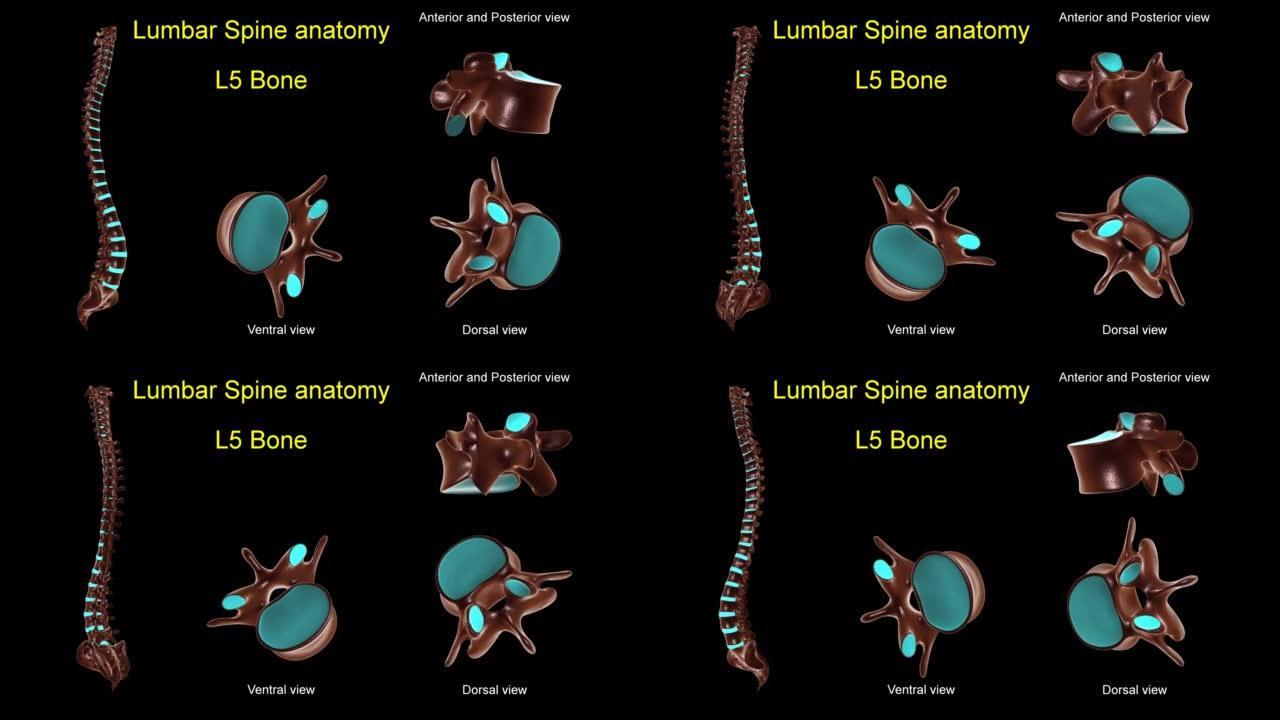 腰椎L 5骨解剖医学概念3D动画